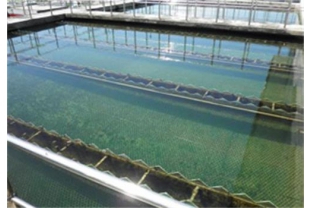 水樣檢測(cè)時(shí)，氨氮為什么常常大于總氮？